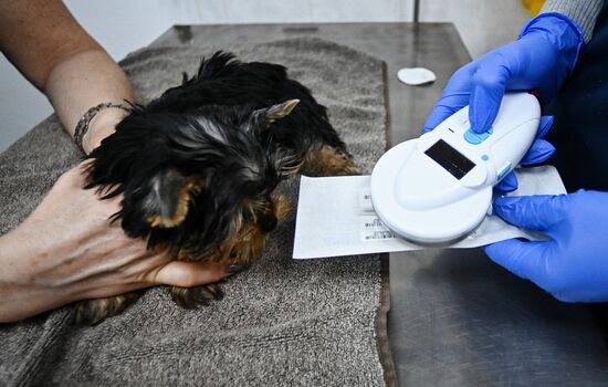 Чипирование домашних животных в ветклинике