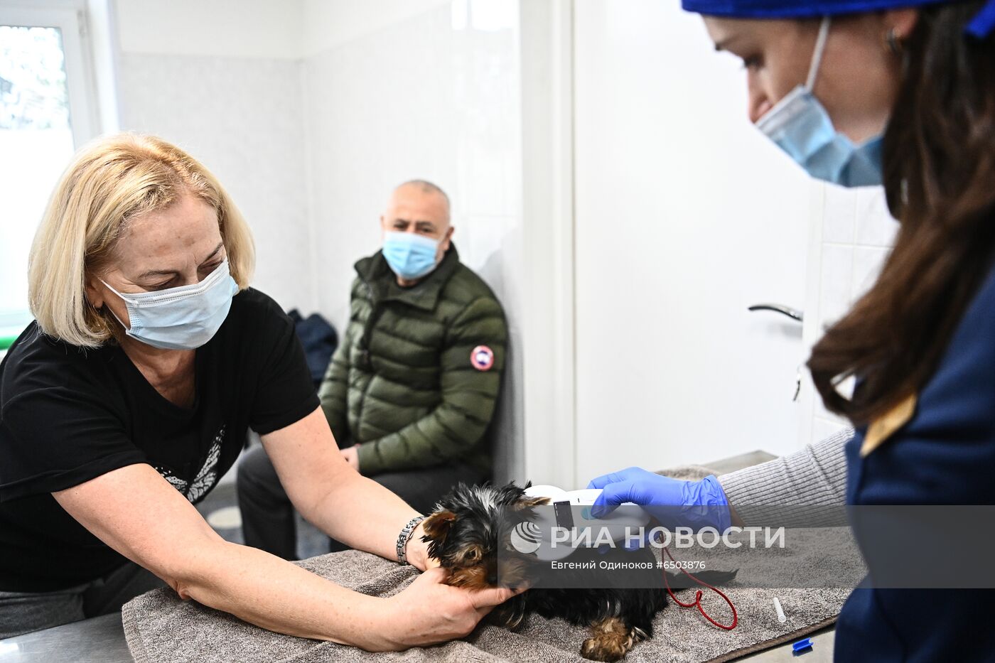 Чипирование домашних животных в ветклинике