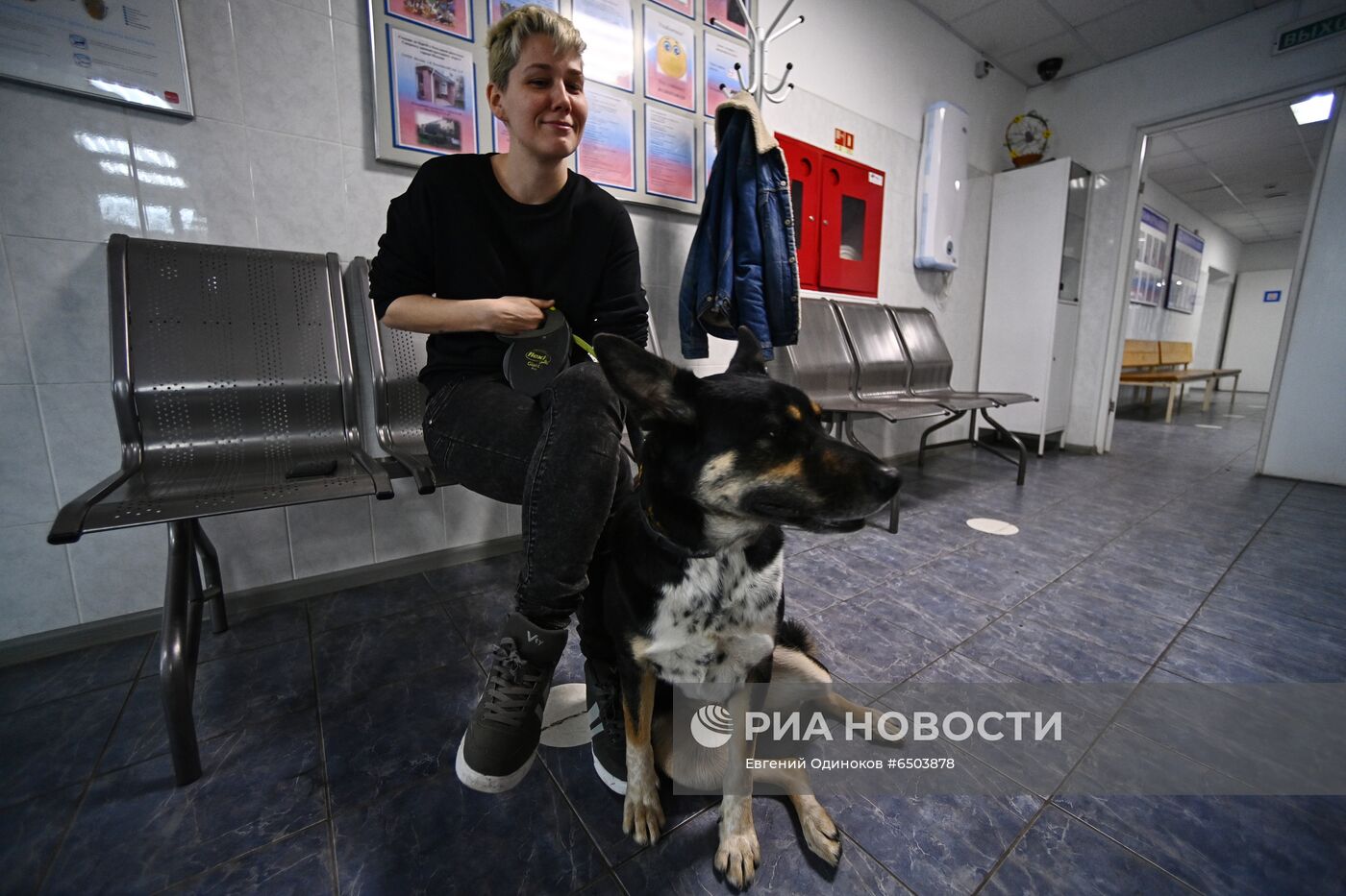 Чипирование домашних животных в ветклинике