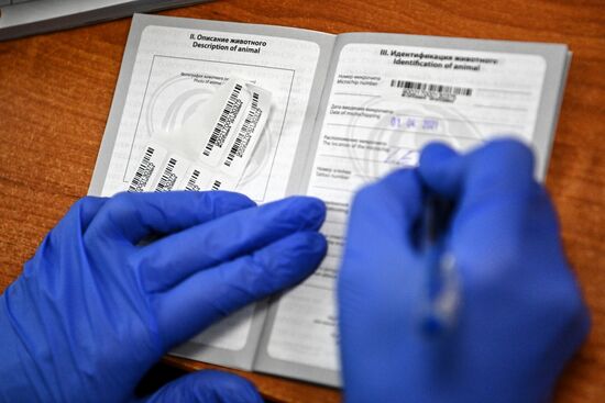 Чипирование домашних животных в ветклинике