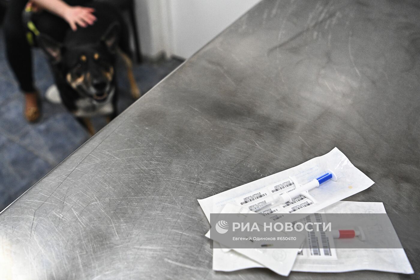 Чипирование домашних животных в ветклинике