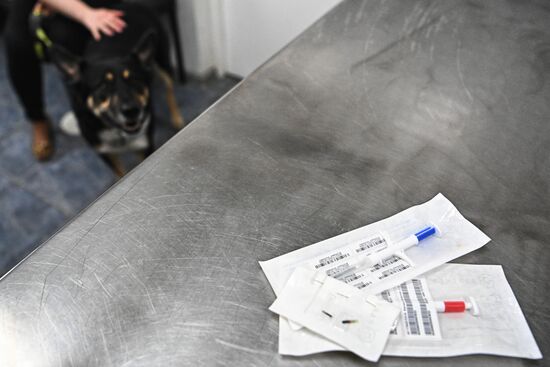 Чипирование домашних животных в ветклинике