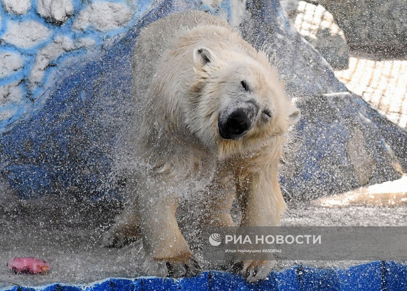 Белые медведи после зимы в парке "Роев ручей"