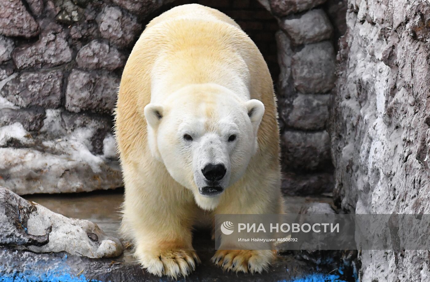 Белые медведи после зимы в парке "Роев ручей"