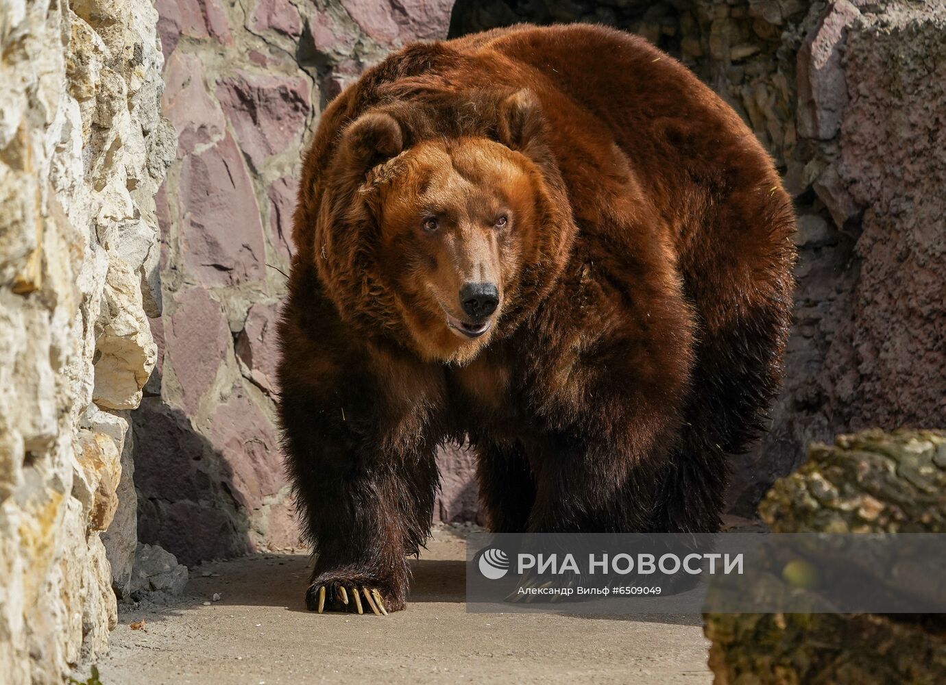 В Московском зоопарке вышли из зимней спячки животные