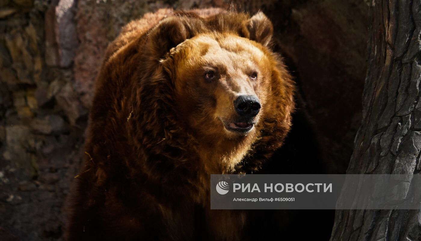 В Московском зоопарке вышли из зимней спячки животные