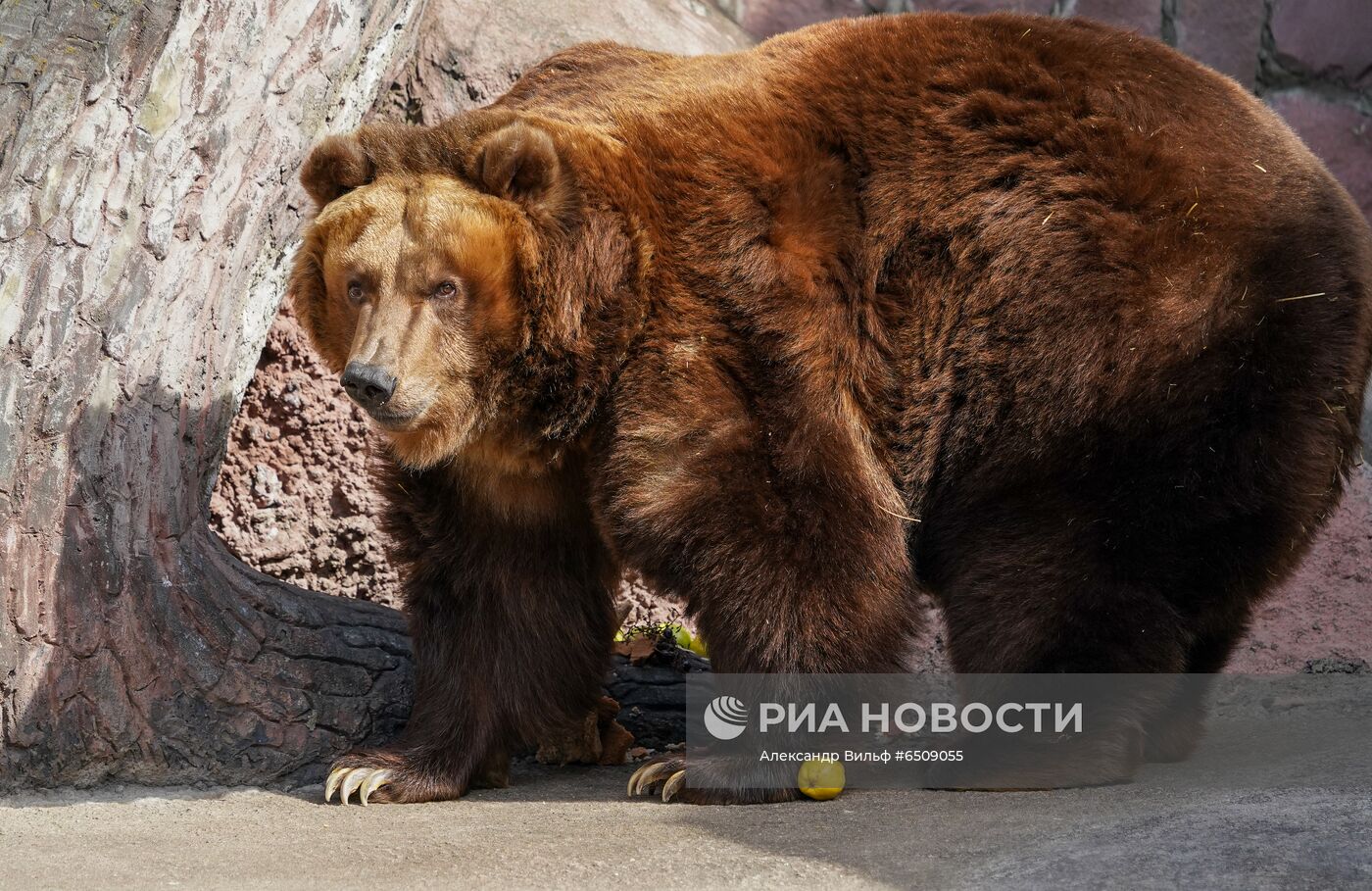 В Московском зоопарке вышли из зимней спячки животные