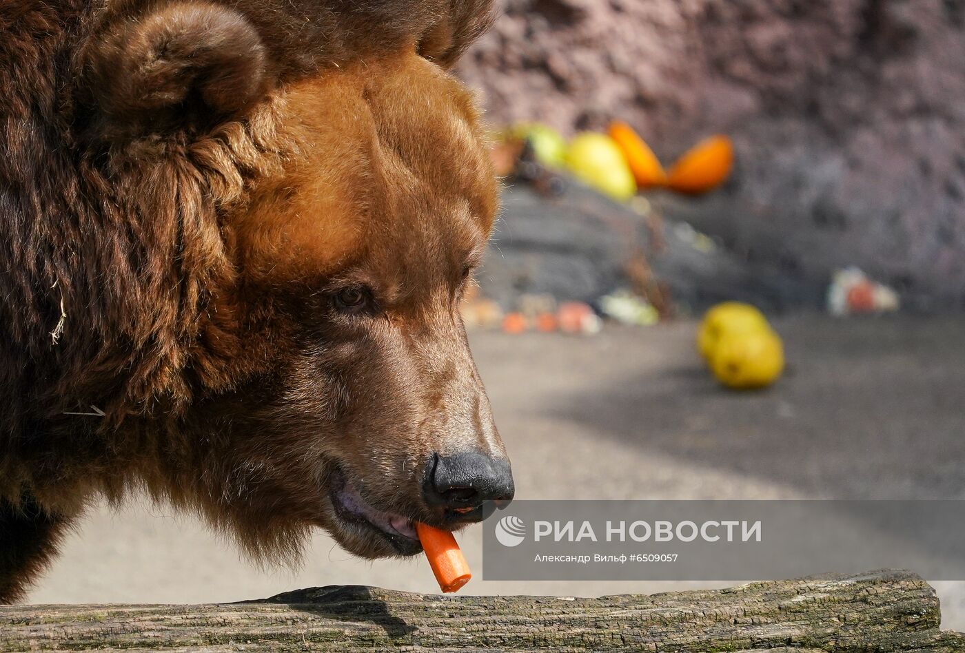 В Московском зоопарке вышли из зимней спячки животные