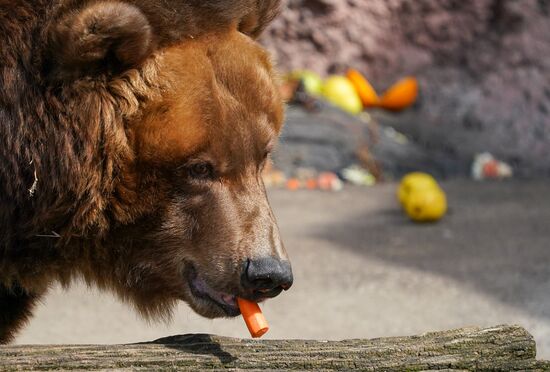 В Московском зоопарке вышли из зимней спячки животные