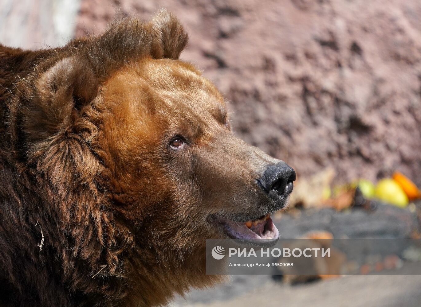 В Московском зоопарке вышли из зимней спячки животные