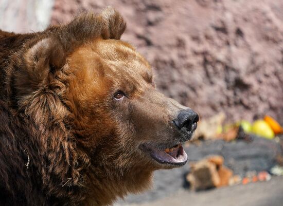 В Московском зоопарке вышли из зимней спячки животные