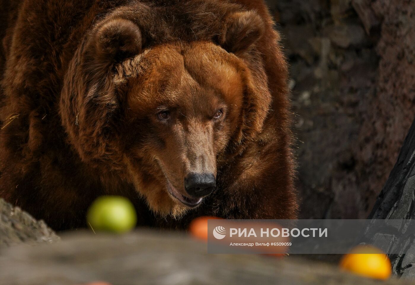 В Московском зоопарке вышли из зимней спячки животные