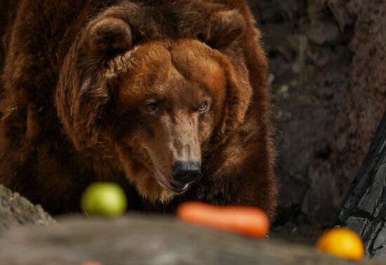 В Московском зоопарке вышли из зимней спячки животные
