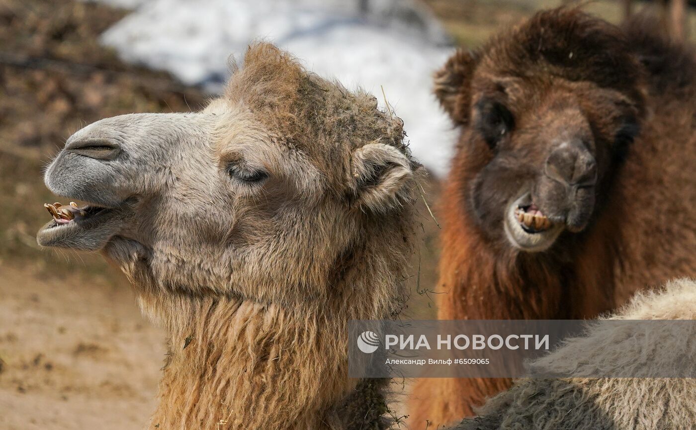 В Московском зоопарке вышли из зимней спячки животные