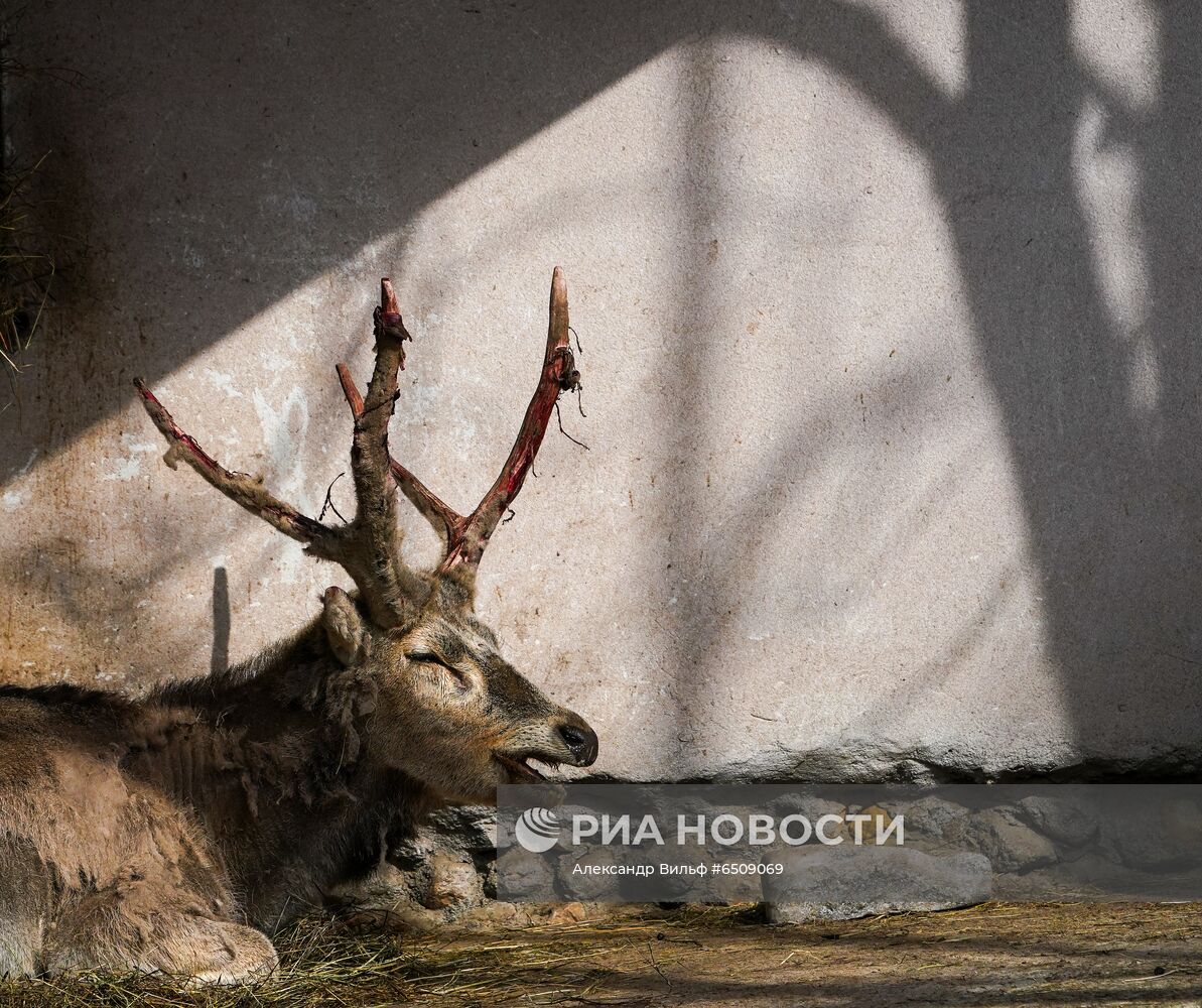 В Московском зоопарке вышли из зимней спячки животные