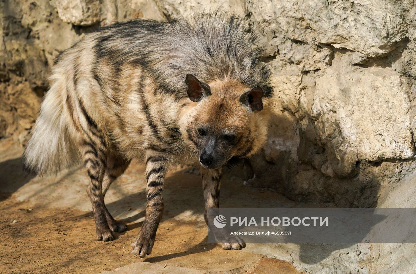 В Московском зоопарке вышли из зимней спячки животные