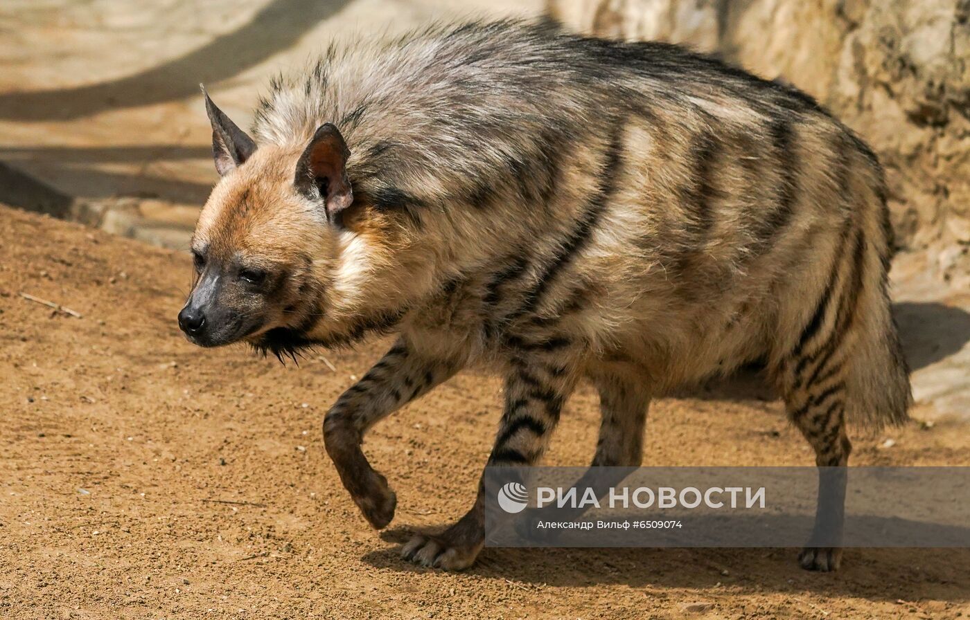 В Московском зоопарке вышли из зимней спячки животные