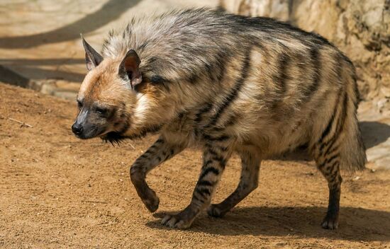 В Московском зоопарке вышли из зимней спячки животные
