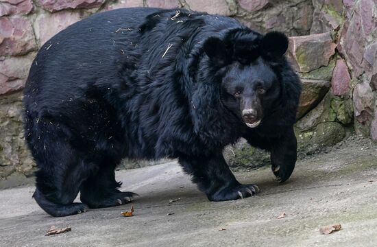 В Московском зоопарке вышли из зимней спячки животные