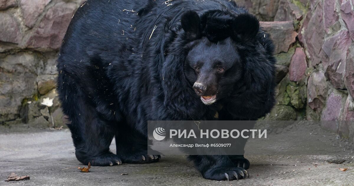 В Московском зоопарке показали процесс обустройства бассейна для медведя Диксона