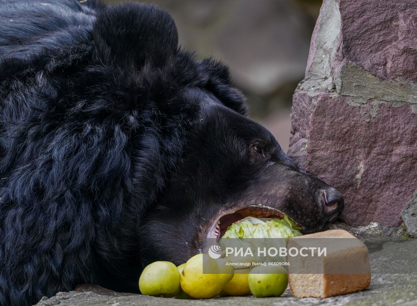В Московском зоопарке вышли из зимней спячки животные