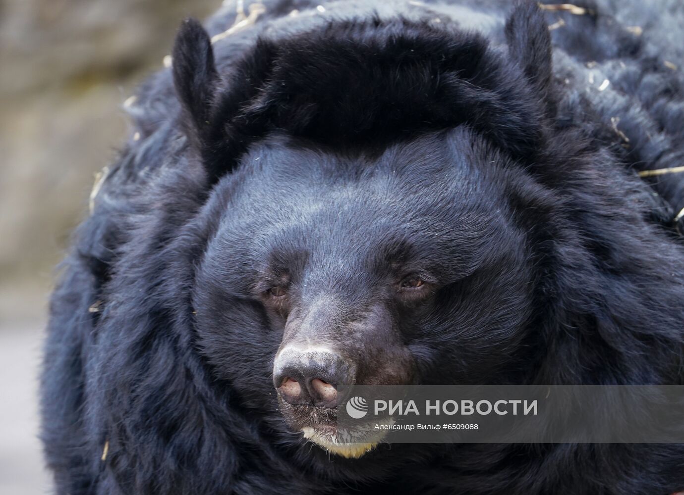 В Московском зоопарке вышли из зимней спячки животные