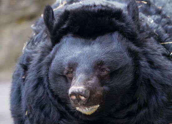 В Московском зоопарке вышли из зимней спячки животные