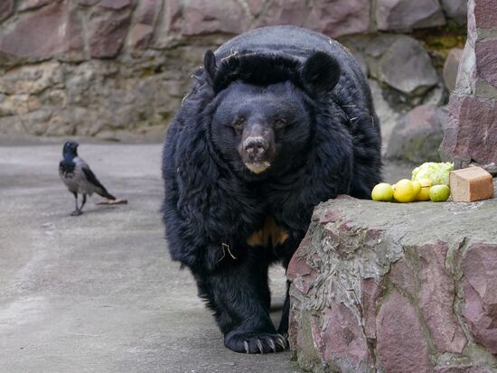 В Московском зоопарке вышли из зимней спячки животные