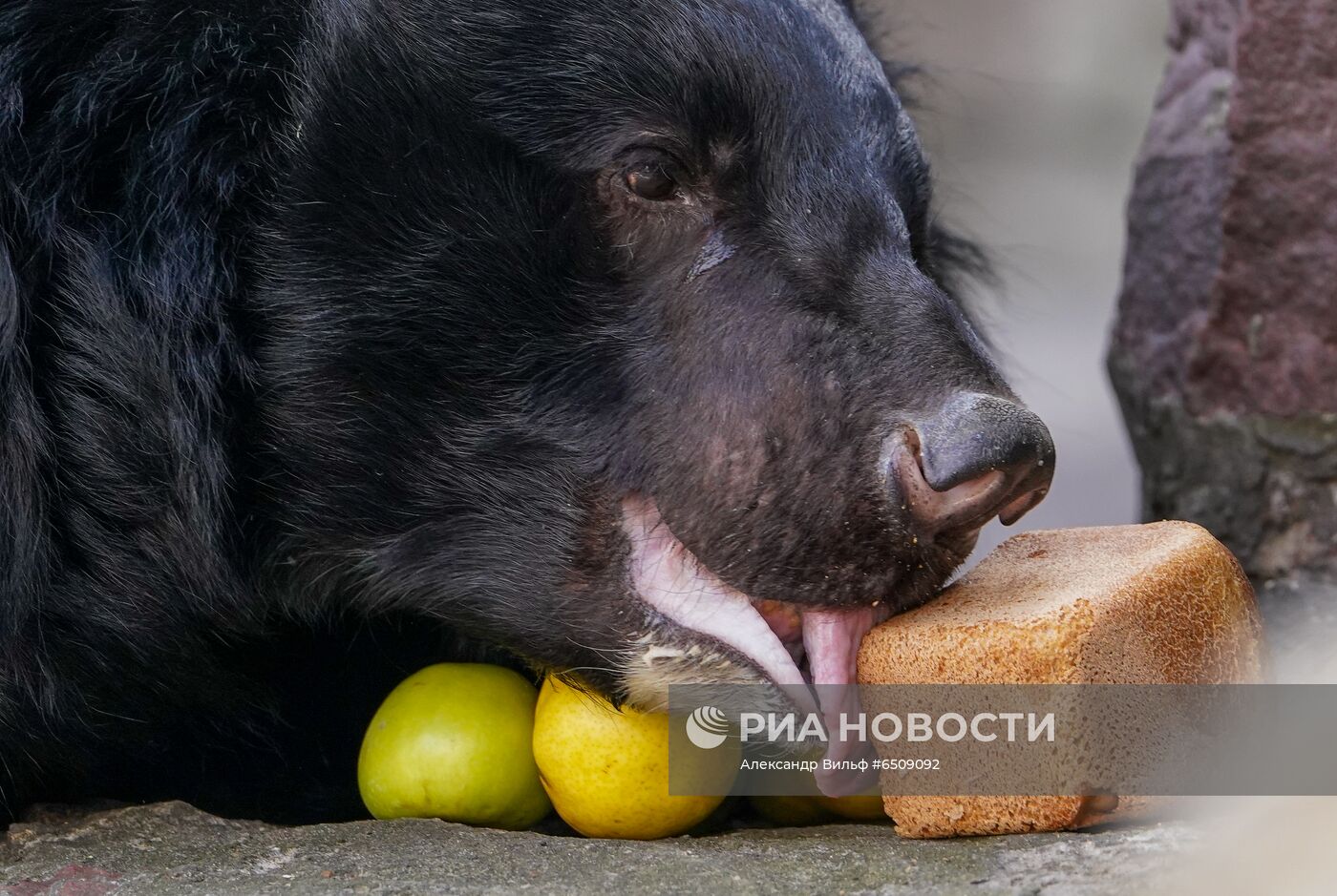 В Московском зоопарке вышли из зимней спячки животные