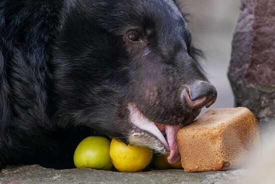 В Московском зоопарке вышли из зимней спячки животные