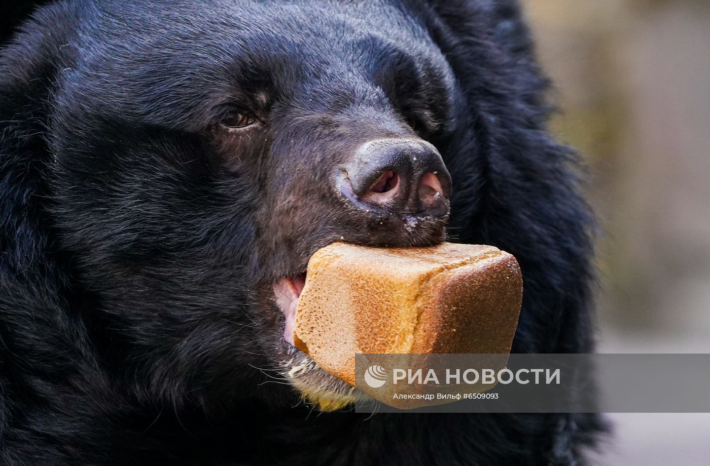 В Московском зоопарке вышли из зимней спячки животные