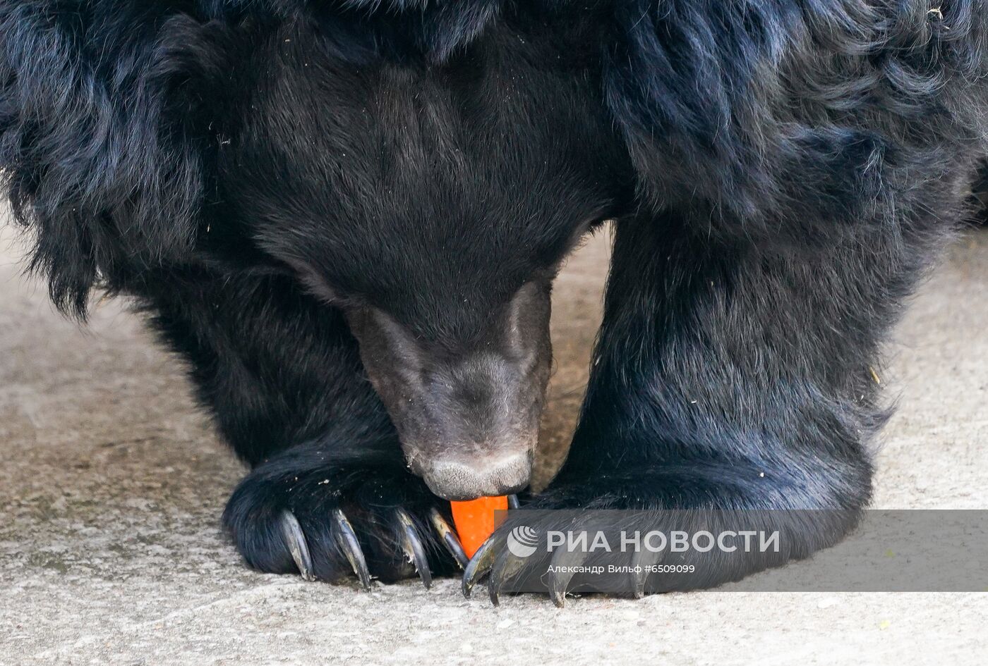 В Московском зоопарке вышли из зимней спячки животные