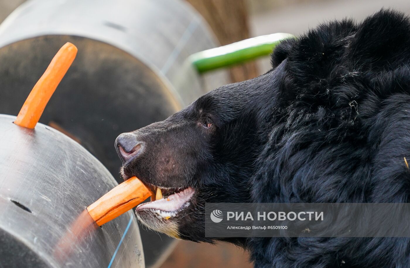 В Московском зоопарке вышли из зимней спячки животные