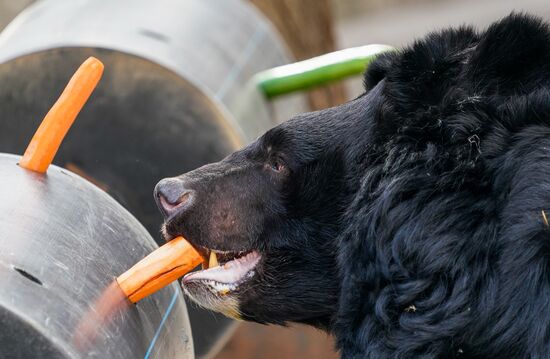 В Московском зоопарке вышли из зимней спячки животные