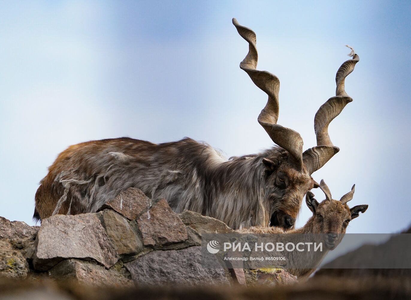 В Московском зоопарке вышли из зимней спячки животные