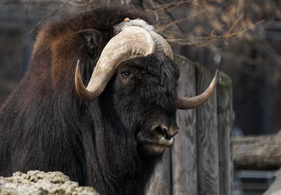 В Московском зоопарке вышли из зимней спячки животные