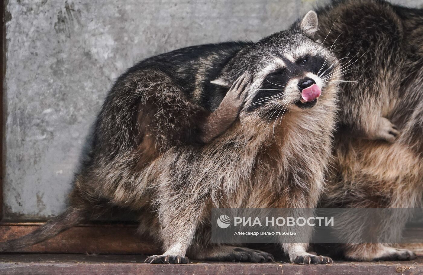 В Московском зоопарке вышли из зимней спячки животные