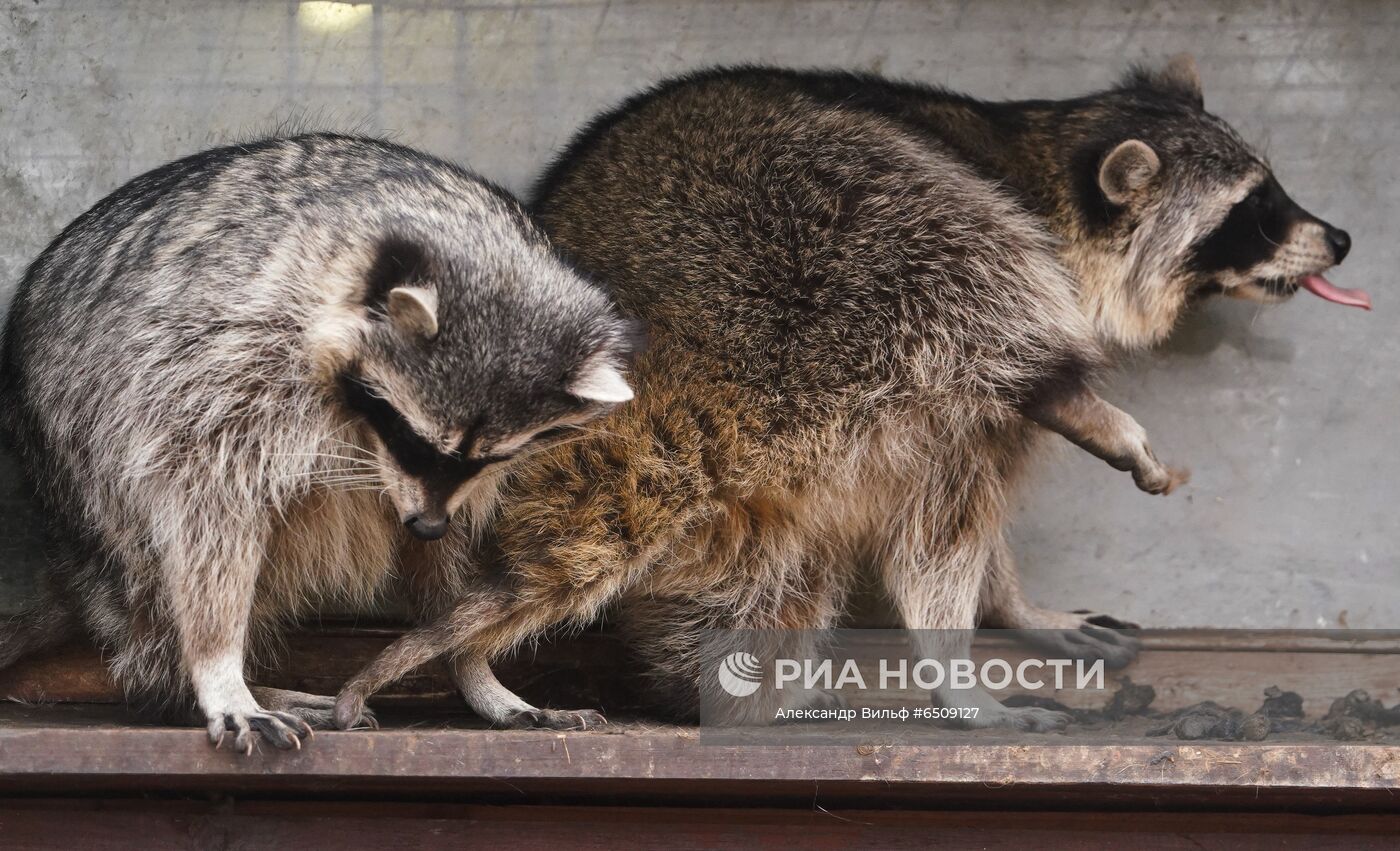В Московском зоопарке вышли из зимней спячки животные