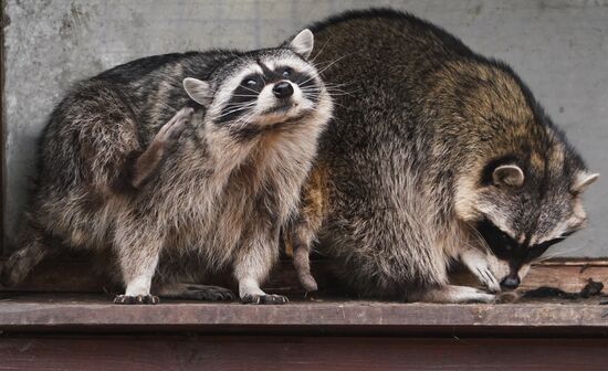 В Московском зоопарке вышли из зимней спячки животные