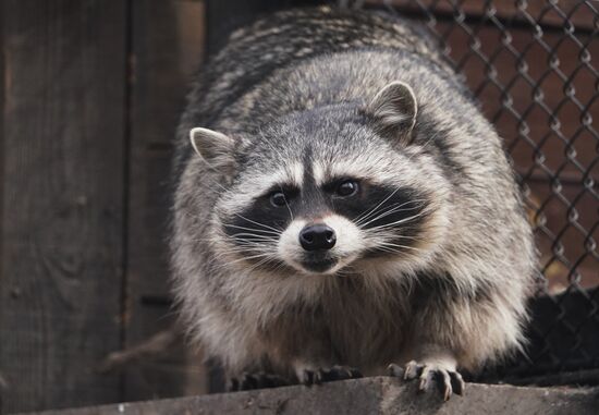 В Московском зоопарке вышли из зимней спячки животные