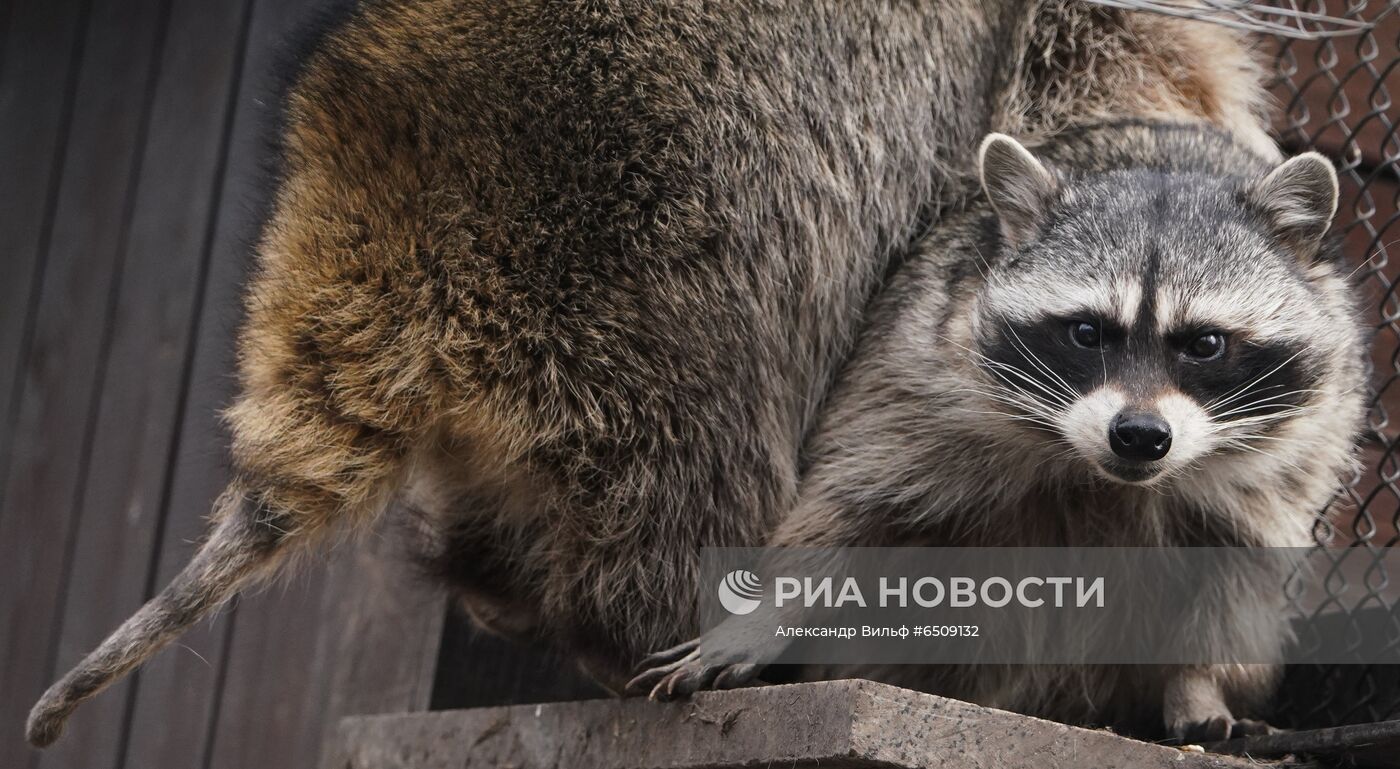 В Московском зоопарке вышли из зимней спячки животные