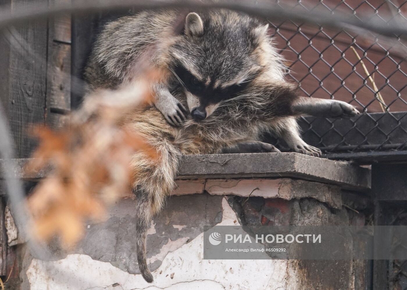 В Московском зоопарке вышли из зимней спячки животные