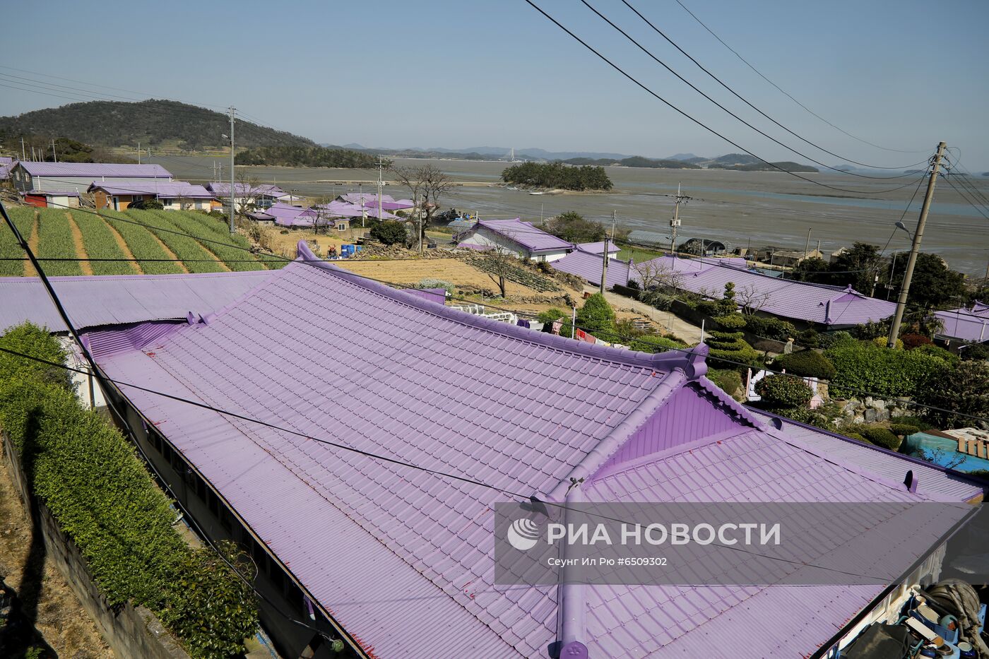 "Фиолетовые" острова в Южной Корее