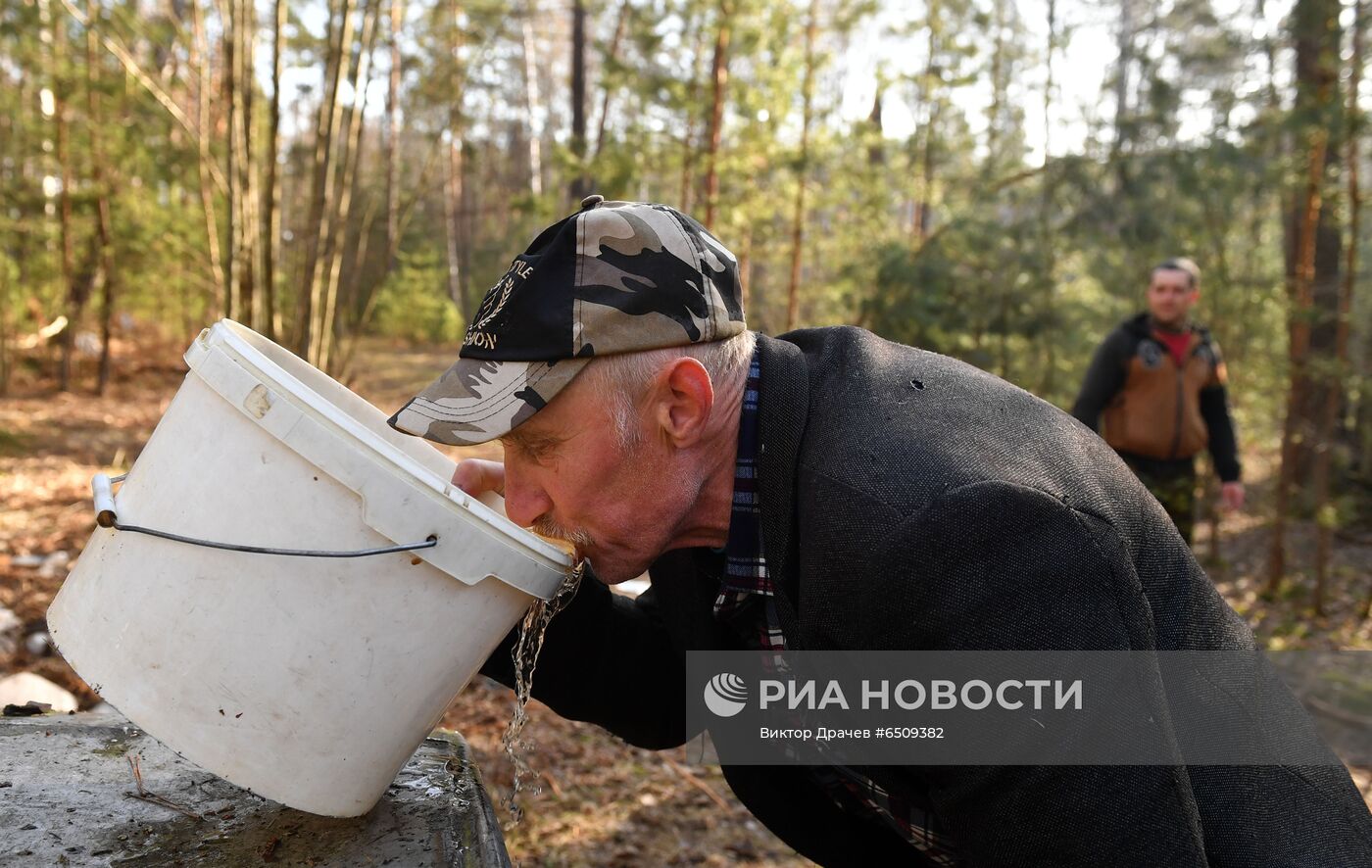 Сбор березового сока в Белоруссии