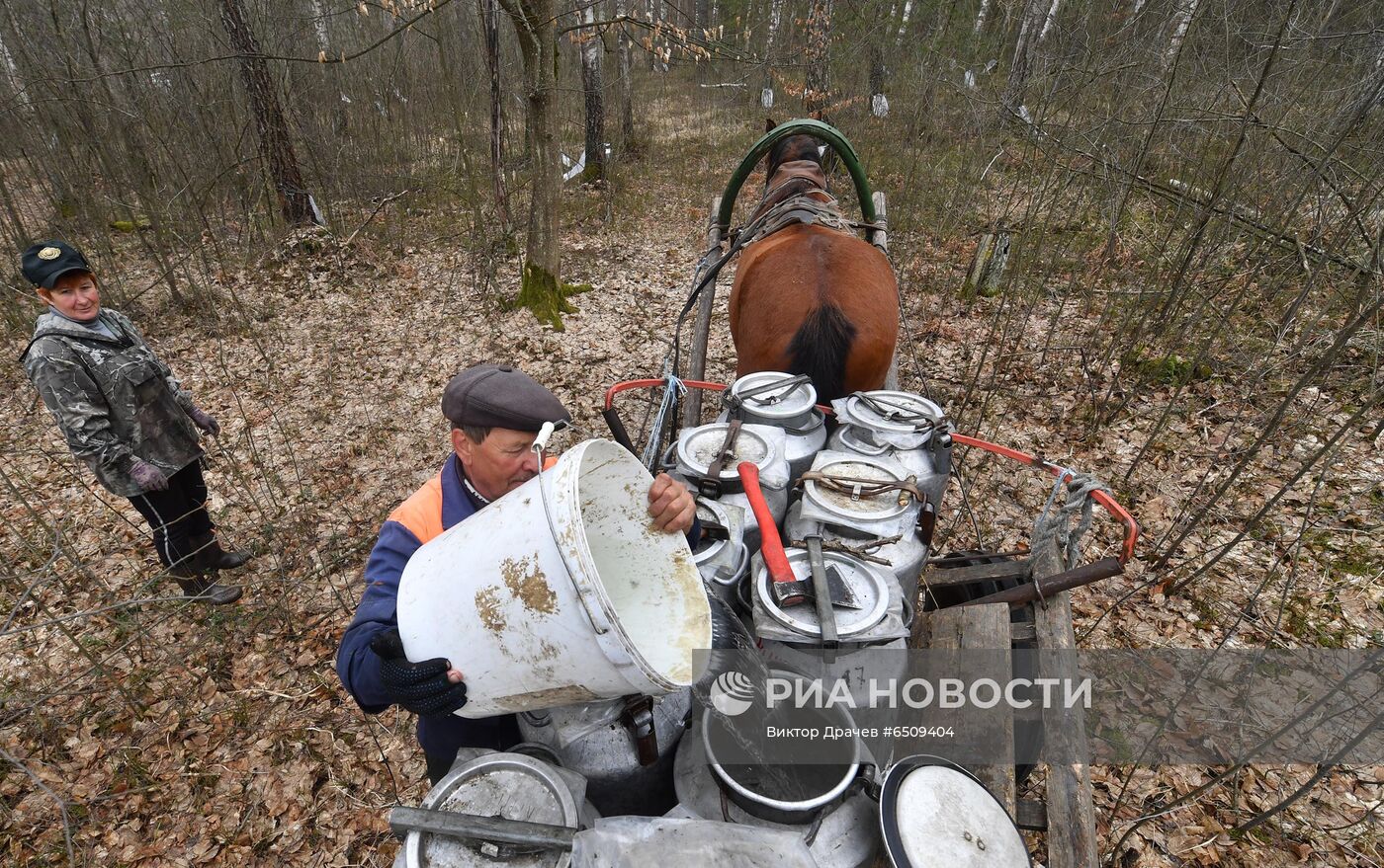 Сбор березового сока в Белоруссии