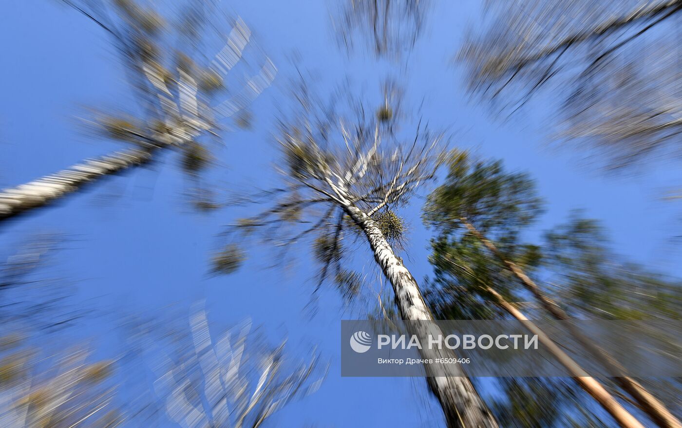 Сбор березового сока в Белоруссии