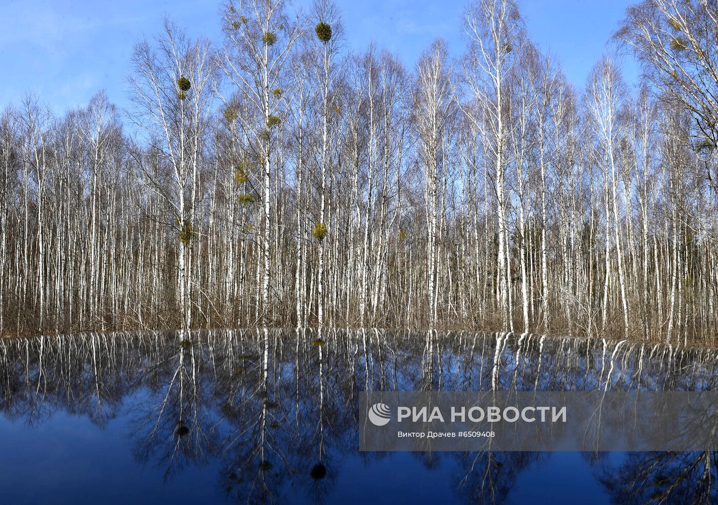 Сбор березового сока в Белоруссии