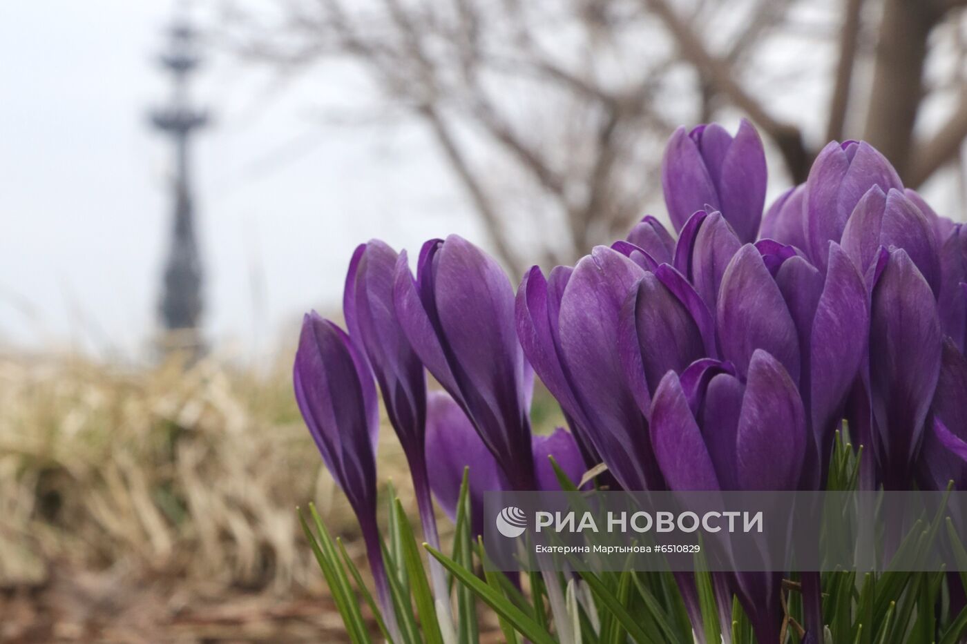 Первые цветы распустились в Москве