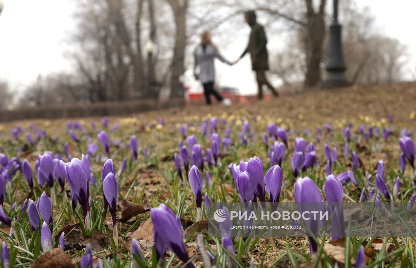 Первые цветы распустились в Москве