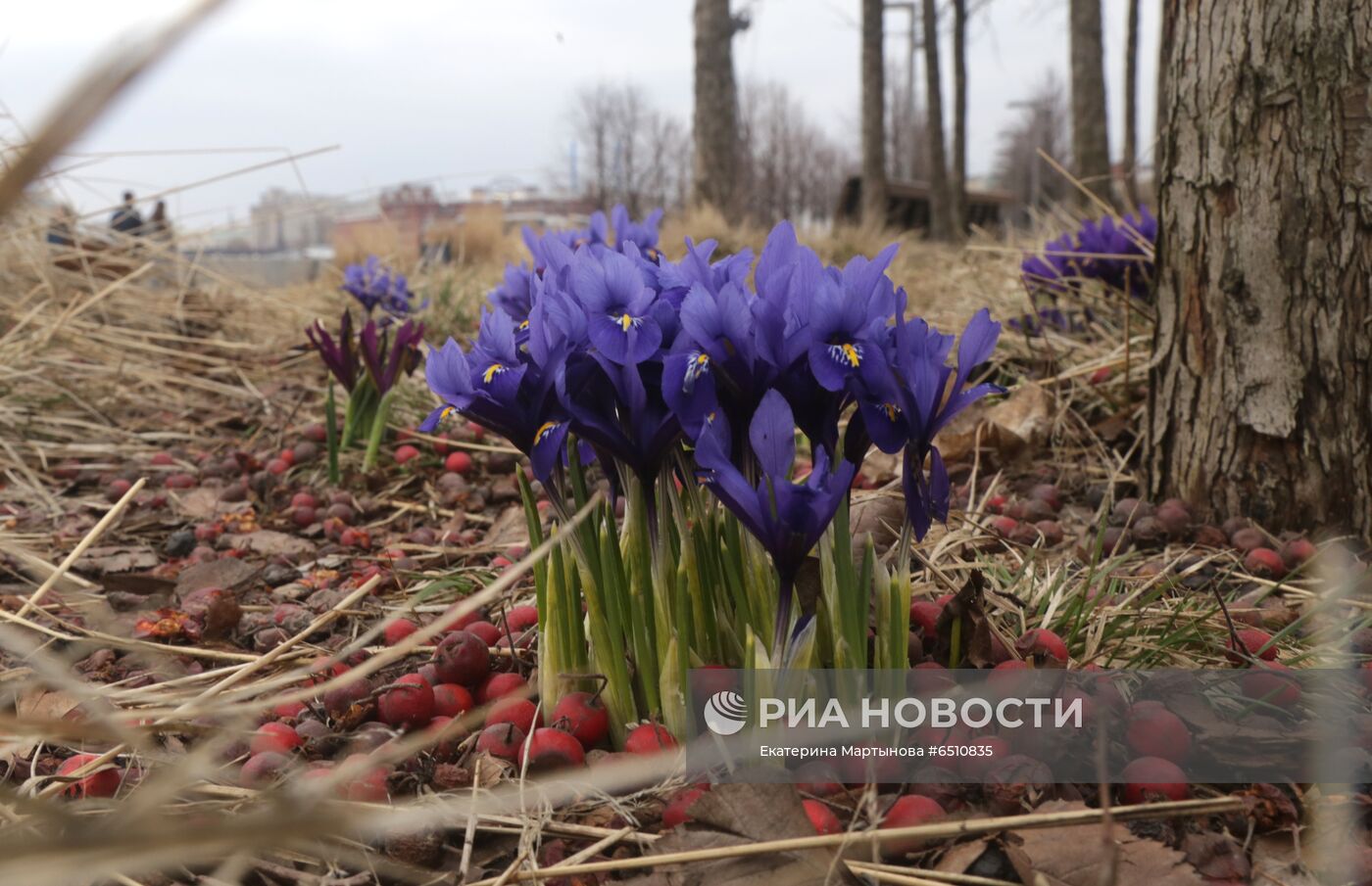 Первые цветы распустились в Москве